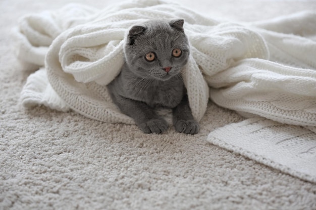 Gatito británico en la alfombra de pieles en el interior