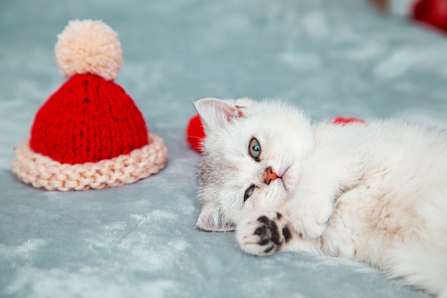 Gatito británico blanco está jugando en una colcha gris con una gorra roja. Accesorios navideños: bufanda roja y gorro de Papá Noel tejido.