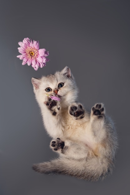 Gatito británico blanco con una flor. Vista inferior. Ángulo inusual. Enfoque selectivo.