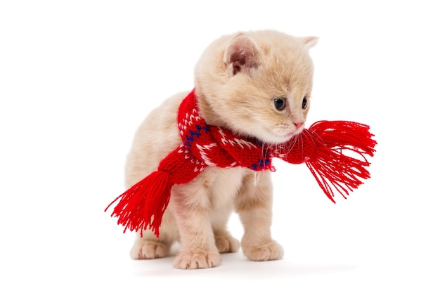 Gatito británico en una bufanda roja