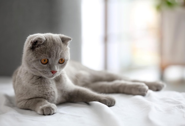 Gatito británico en la cama en el interior