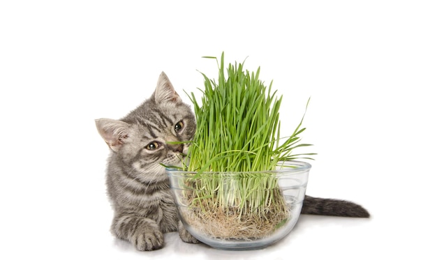 Gatito británico divertido comiendo hierba