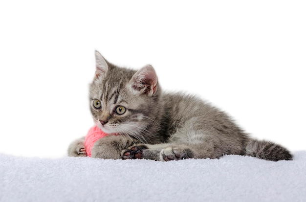 Gatito británico divertido jugado aislado whitevvvv