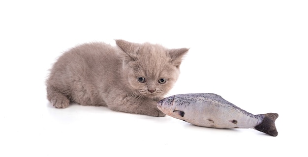 Gatito británico de dos meses con un pez de peluche sobre fondo blanco.