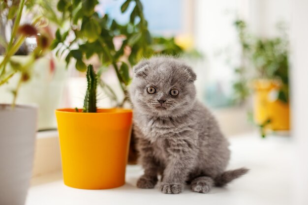 Un gatito británico gris está sentado en el alféizar de la ventana y mira a la cámara, hay macetas de flores al lado.