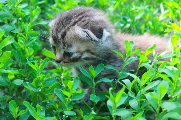 Gatito británico en hierba verde