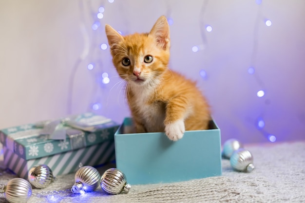 Gatito británico, Navidad y año nuevo, retrato de gato sobre un fondo de color de estudio. Foto de alta calidad