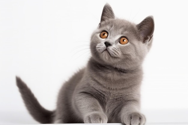 Gatito británico de pelo corto de 35 meses sentado y mirando hacia arriba