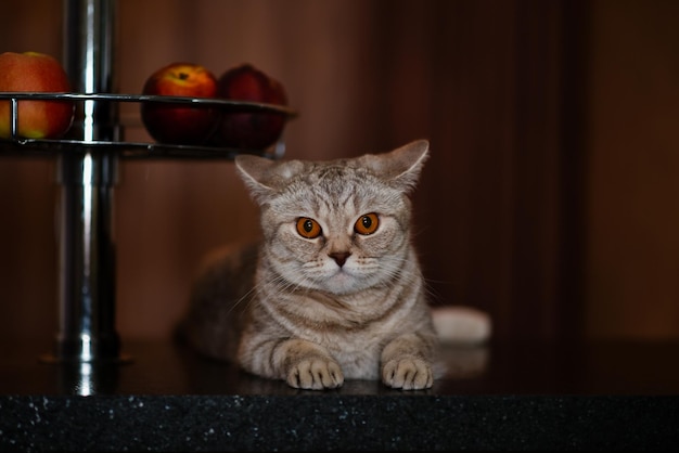 Gatito británico de pelo corto con ojos amarillos Primer plano Lindo animal de compañía Retrato