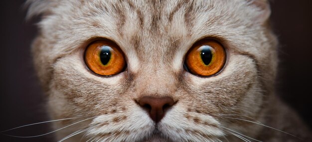 Gatito británico de pelo corto con ojos amarillos Primer plano Lindo animal de compañía Retrato