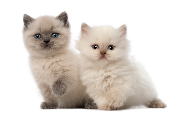 Gatito británico de pelo corto sentado (9 semanas de edad, 5 semanas de edad)