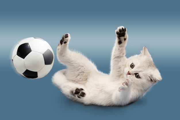 Gatito británico sobre un fondo azul juega con una pelota de fútbol El concepto de humor deportivo