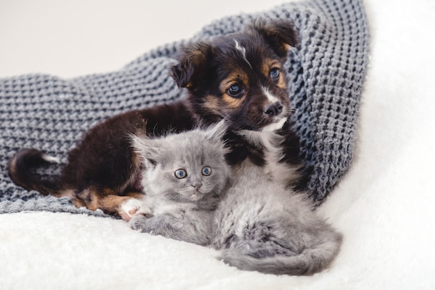 Gatito y cachorro. Grupo de dos animales pequeños yacen juntos en la cama. Triste gatito gris y cachorro negro sobre una manta blanca solo en casa. Amigos del perro gato. Hermosos niños animales.