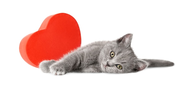 Un gatito con una caja de regalo en forma de corazón se encuentra sobre un fondo blanco.