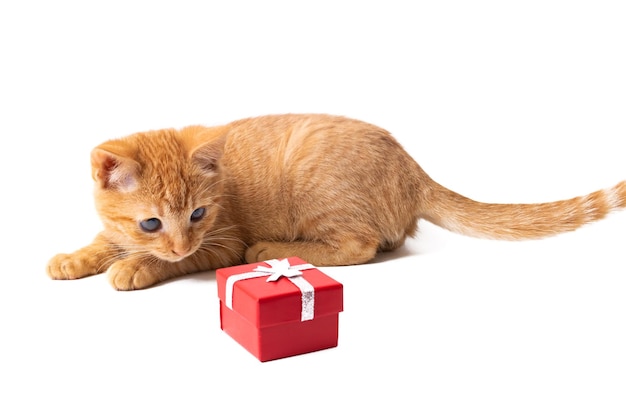 Gatito y caja de regalo roja aislado sobre fondo blanco.