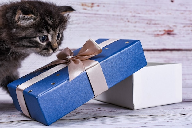 Foto gatito con caja de regalo