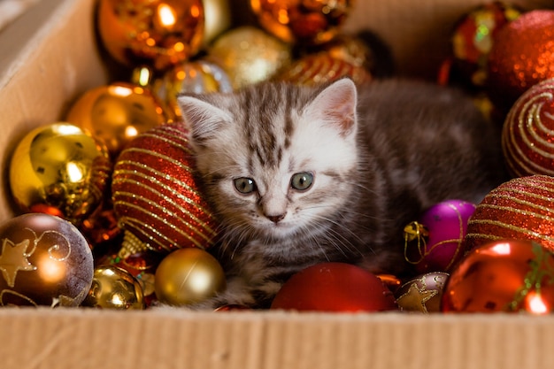 Gatito en una caja