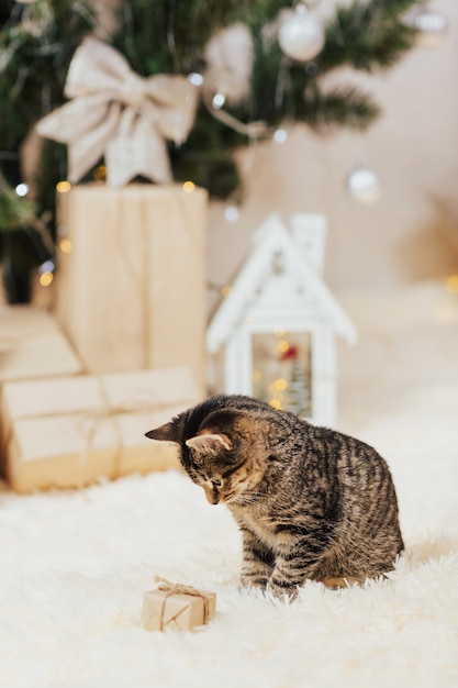 Gatito y cajita de regalo.