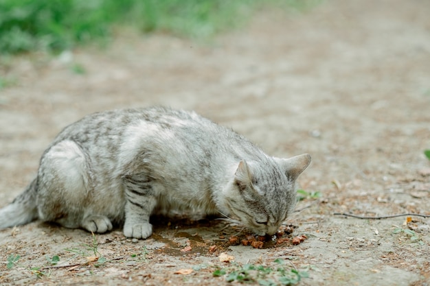 Gatito callejero comiendo comida para gatos. mezcla de gatos británicos. gato gris claro al aire libre de cerca come comida. gato callejero