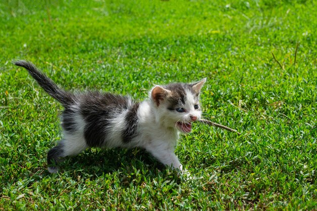 Gatito callejero jugando en la hierba