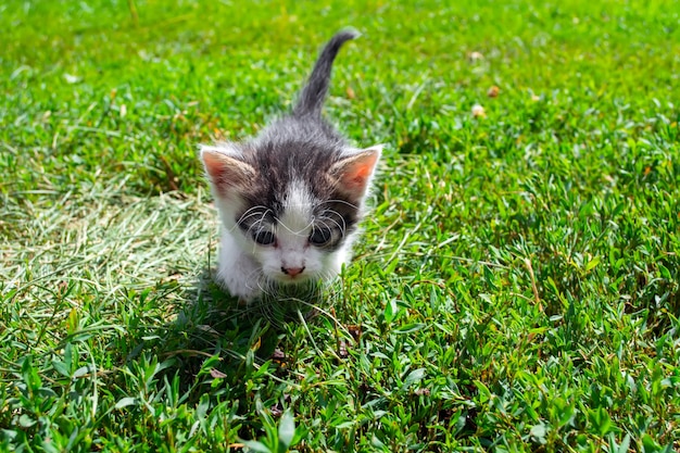 Gatito callejero jugando en la hierba