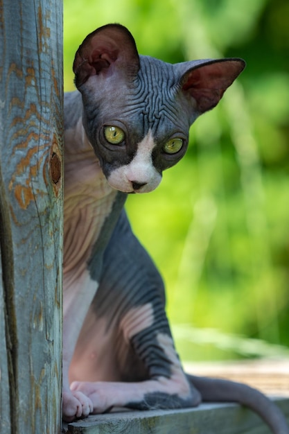 Gatito calvoEsfinge se asienta sobre tablas de madera en el patio al aire libre en un día soleado de verano mira hacia abajo