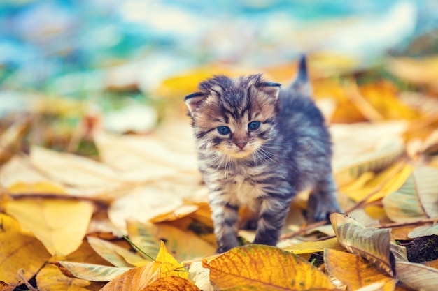 Gatito caminando al aire libre sobre las hojas caídas en el jardín de otoño