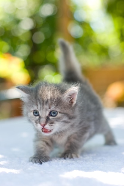 Gatito caminando