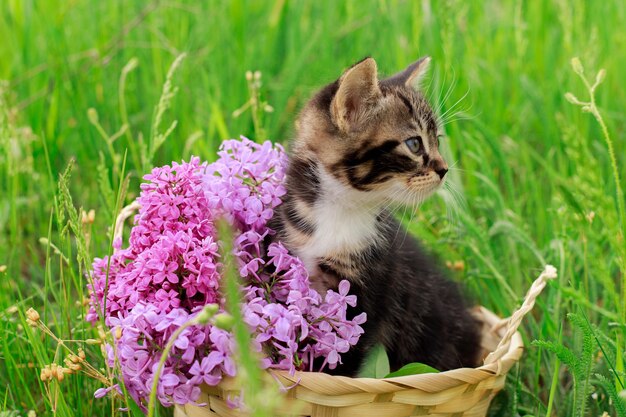 Un gatito en una canasta con lilas sobre un fondo de hierba verde Un hermoso gatito rayado