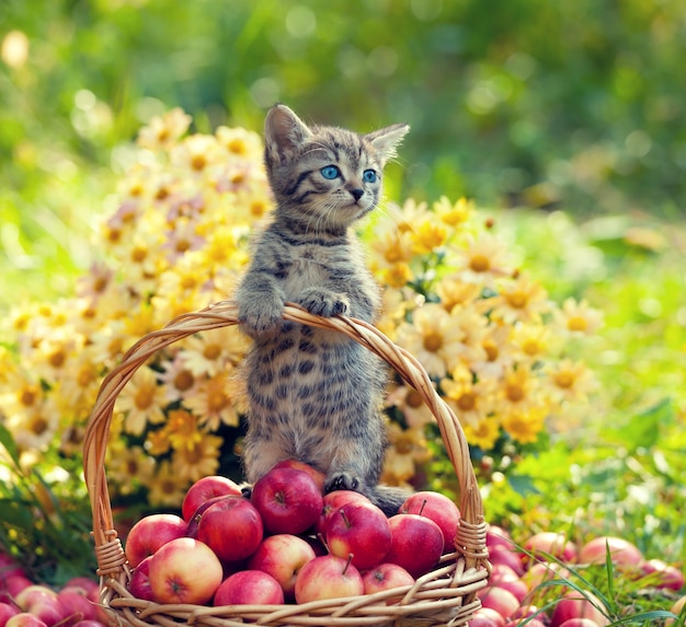 Gatito en una canasta con manzanas rojas