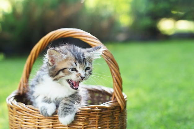 Un gatito en una canasta sobre la hierba, en verano.