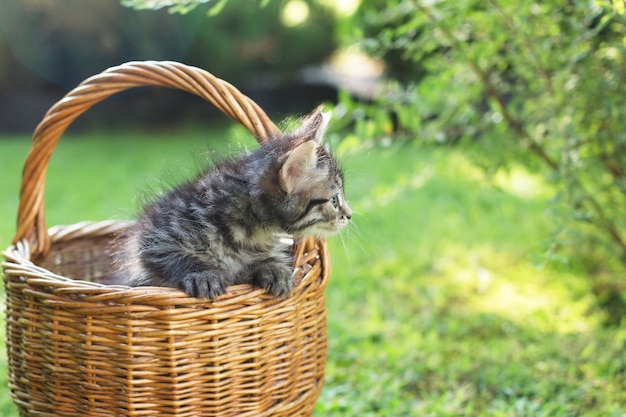 Un gatito en una canasta sobre la hierba, en verano.