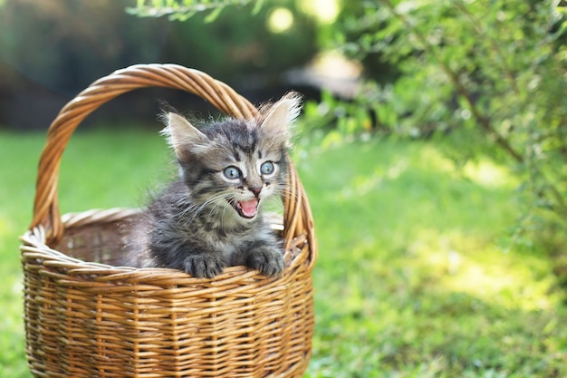 Un gatito en una canasta sobre la hierba, en verano.