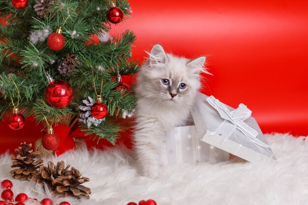 gatito en casa en navidad