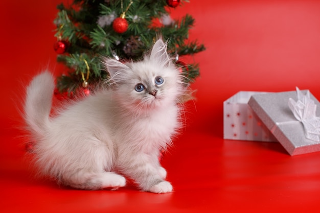 gatito en casa en navidad