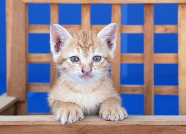 Gatito en la cesta de madera