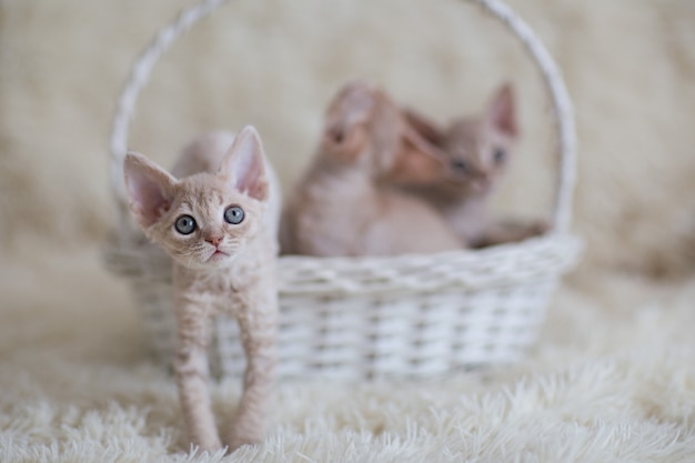 Gatito en una cesta de mimbre blanca