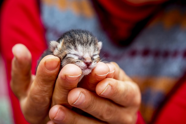 Gatito ciego en manos de mujer