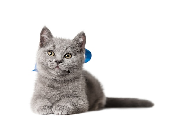 Un gatito con una cinta azul alrededor de su cuello se sienta sobre un fondo blanco.