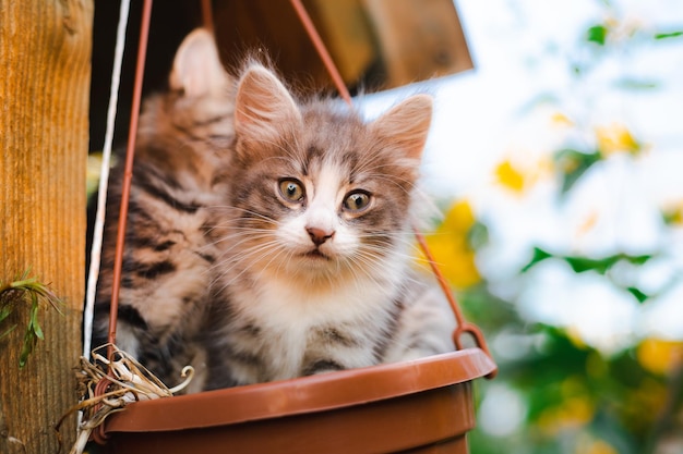 Gatito en colores para productos impresos Un pequeño gatito Una mascota