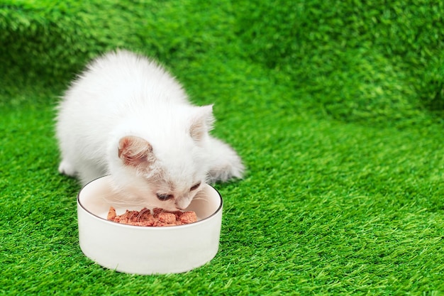 El gatito come comida de un tazón.