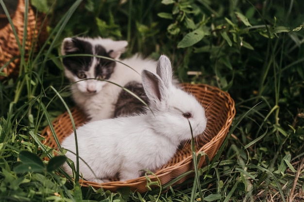 Gatito y conejo doméstico