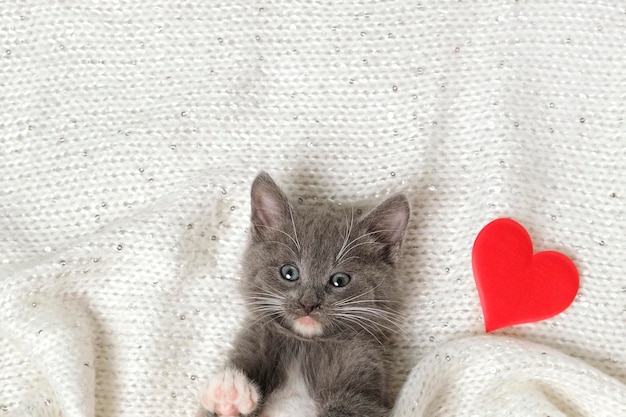 Gatito y Corazón Rojo Pequeño Gatito Gris Jugando en una Manta de Punto Blanca junto a Corazones Suaves de San Valentín