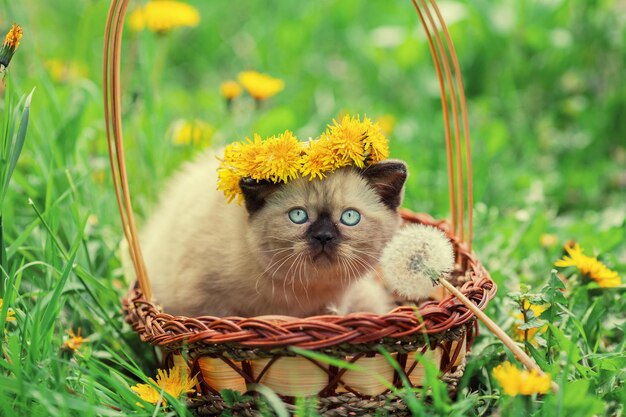 Gatito coronado coronilla de flores de diente de león en una cesta