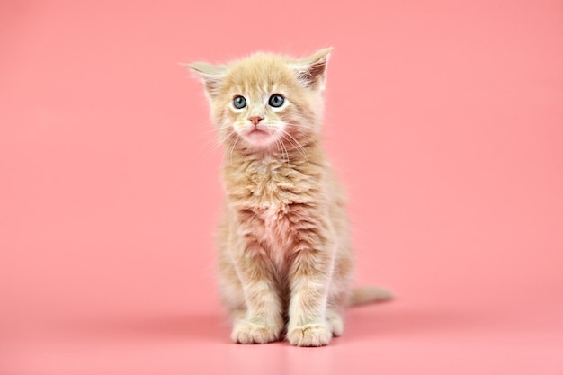 Gatito crema maine coon. Lindo gato de pura raza de pelo corto sobre fondo rosa. Gatito atractivo de pelo beige de nueva camada.