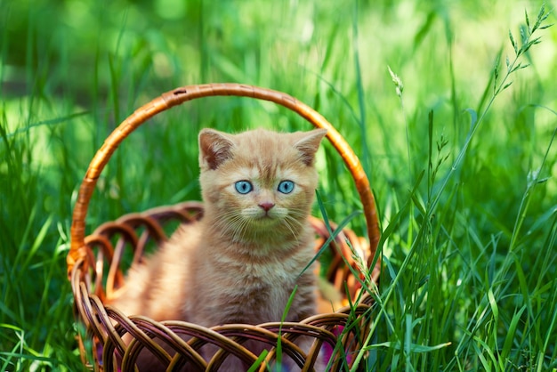 Gatito cremoso que se sienta en una cesta en un césped verde