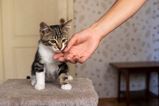 Gatito curioso. Pequeño gato en casa. Mascota pequeña.