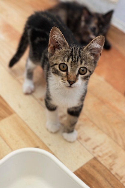 Gatito curioso. Pequeño gato en casa. Mascota pequeña.