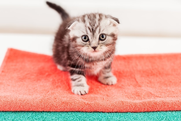 Gatito curioso. Vista superior del curioso gatito Scottish Fold sentado en la parte superior de la pila de toallas de colores