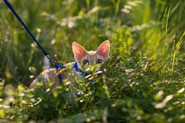 gatito devon rex escondido en la hierba